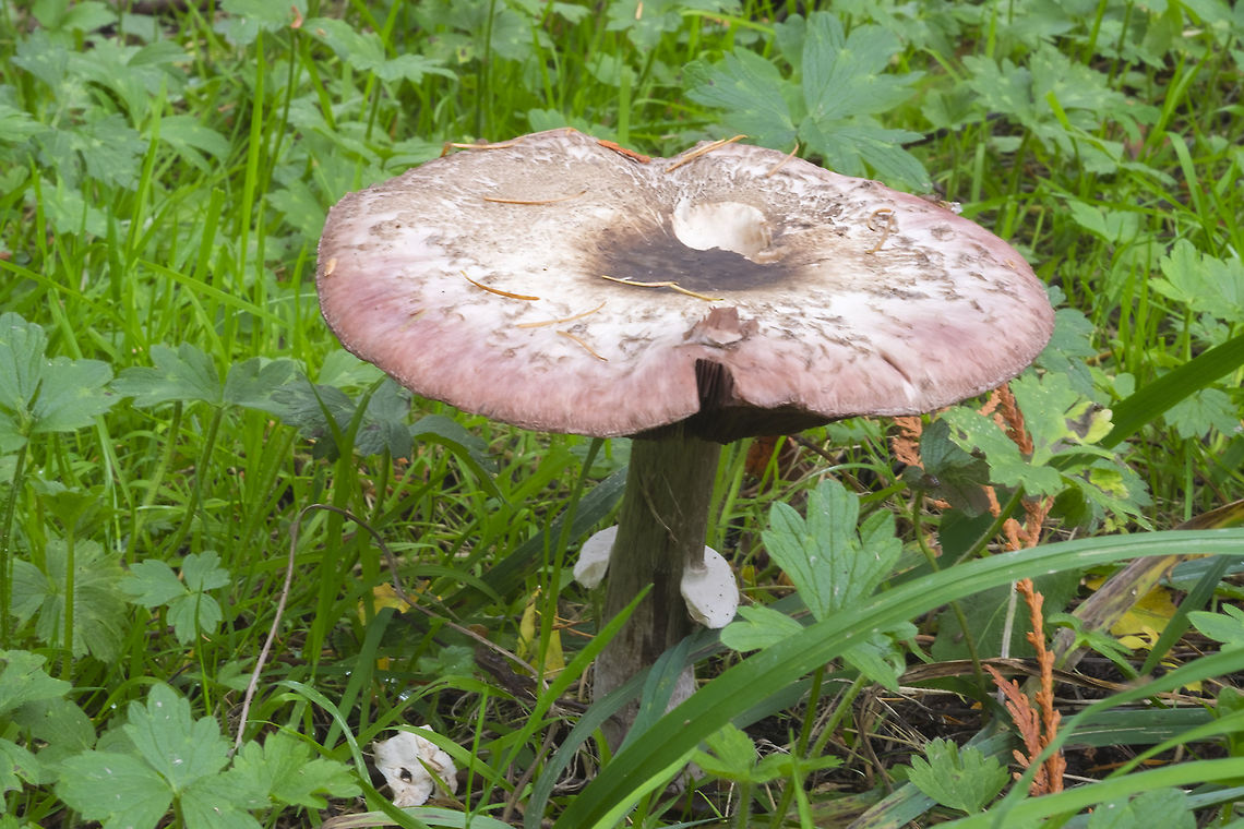 Red staining Agaricus  Fall,Geotagged,United States