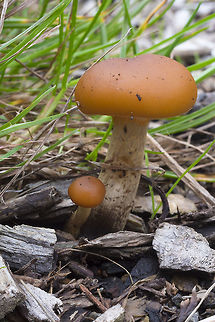 small tan capped mushrooms  Fall,Geotagged,United States