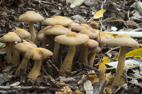 Yellow/tan leathery looking mushrooms A. smithii is described as more umbonate, but fruits mainly in spring into summer. A. putaminum is a fall fruiter. Agrocybe putaminum,Fall,Geotagged,United States