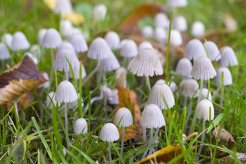 Coprinellus disseminatus  Coprinellus disseminatus,Fall,Geotagged,United States