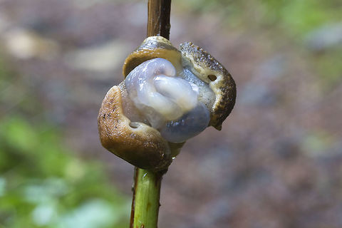 Slug reproduction I'm not sure I can see enough of the slugs to determine their species or not... ironic in that so many things need a good view of the genitals to be positive...  Fall,Geotagged,United States
