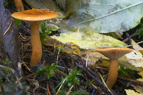 Lactarius sp. these are going to require some in depth research.. orange Lactarius are very common around and most look very similar.