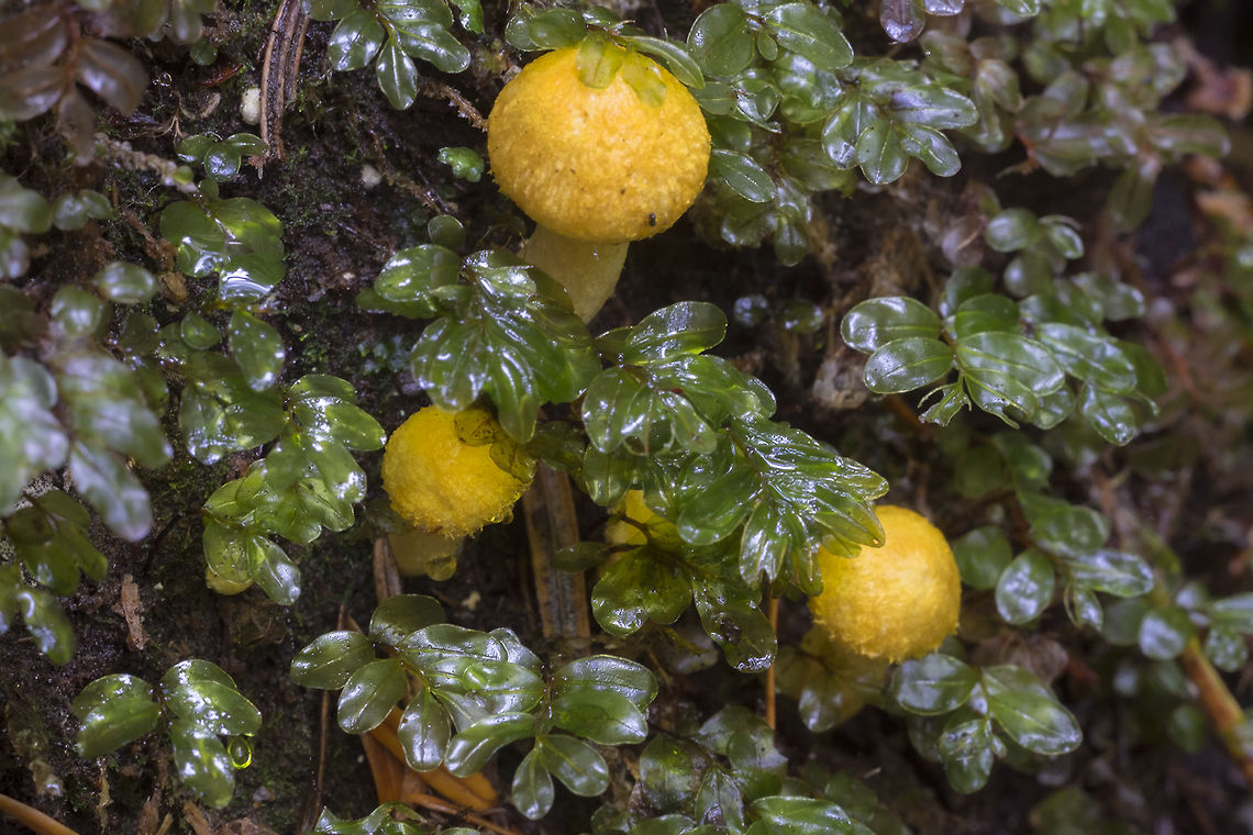 Tiny bright yellow mushroom pins These itty bitty mushrooms were growing on a log. I'm not sure if they are developed enough to ID or not - but they are lovely. Fall,Geotagged,United States