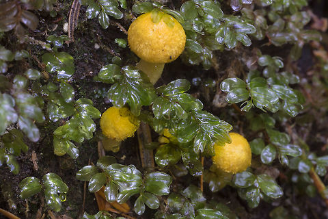 Tiny bright yellow mushroom pins These itty bitty mushrooms were growing on a log. I'm not sure if they are developed enough to ID or not - but they are lovely. Fall,Geotagged,United States