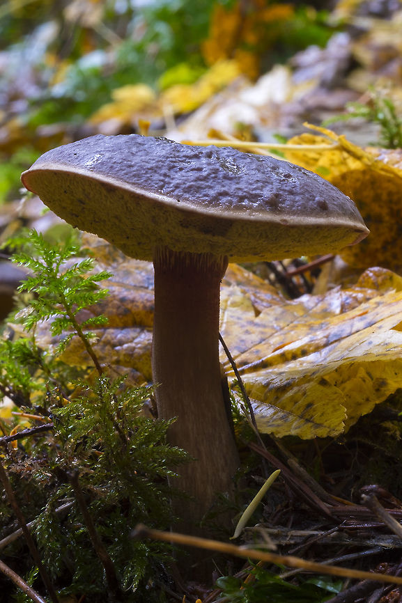 Zeller's bolete tons - tons of these out in the woods this day. Light from this direction doesn&#039;t show it off, but these have a very dark, velvety looking cap - quite pretty. Fall,Geotagged,United States,Xerocomellus zelleri,Zeller's Bolete
