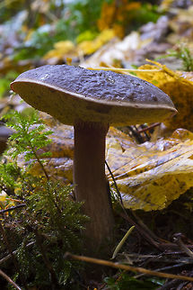 Zeller's bolete tons - tons of these out in the woods this day. Light from this direction doesn't show it off, but these have a very dark, velvety looking cap - quite pretty. Fall,Geotagged,United States,Xerocomellus zelleri,Zeller's Bolete