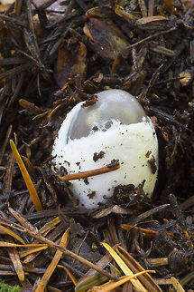 Amanita 'egg' so thrilled to see one of these! and such a pristine one too. There was a mature specimen quite close.  Amanita vaginata,Fall,Geotagged,Grisette,United States