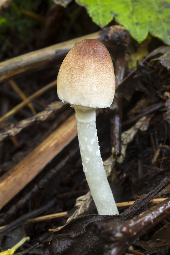 possibly Leucoagaricus rubrotinctus button stage  Fall,Geotagged,United States