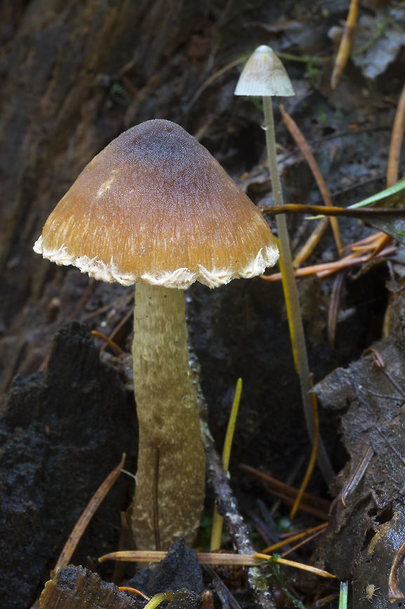Brown mushroom with wooly veil remnants  Fall,Geotagged,United States