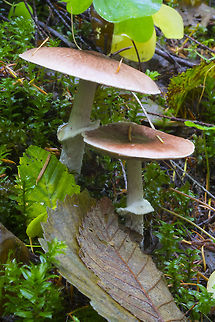 Forest Agaric reddish-brown cap, pinkish gills, prominent ring, stem shaggy below ring Agaricus subrutilescens,Fall,Geotagged,United States