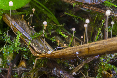 Mycena pterigena  Fall,Geotagged,Mycena pterigena,United States