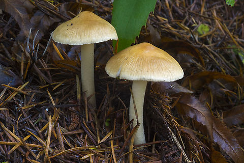 Inocybe mixtilis