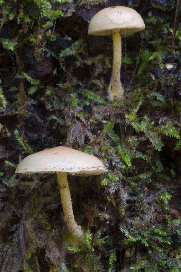 Hypholoma capnoides  Fall,Geotagged,Hypholoma,Hypholoma capnoides,United States