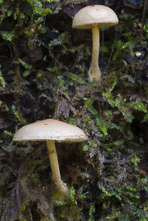 Hypholoma capnoides  Fall,Geotagged,Hypholoma,Hypholoma capnoides,United States