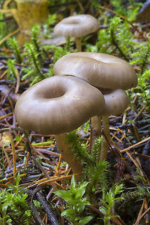 Yellow foot chanterelle I'm having a hard time believing these are yellow foots.. they are waaaaaaay to pretty.. (and it's pretty early in the season to see them), but I do think that is what they are... Clitocybe vibecina,Craterellus tubaeformis,Fall,Geotagged,United States,Yellowfoot,clitocybe vibecina