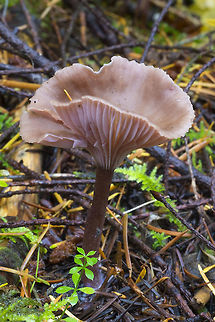Cuphophyllus sp.? This lovely mushroom looks very much like some sort of Hygrocybe, but I cannot find any example with a dark stem.... Fall,Geotagged,United States