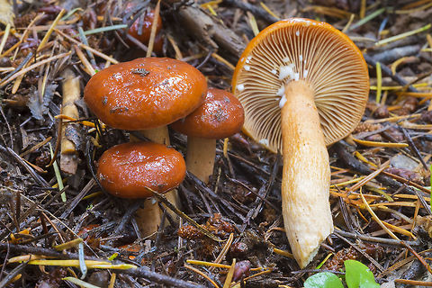 Lactarius sp. Several possibilities Fall,Geotagged,United States