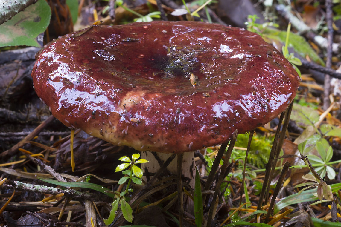 Shrimp Russula  Crab brittlegill,Fall,Geotagged,Russula xerampelina,United States