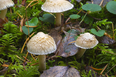 Shaggy Inocybe sp.  Fall,Geotagged,United States