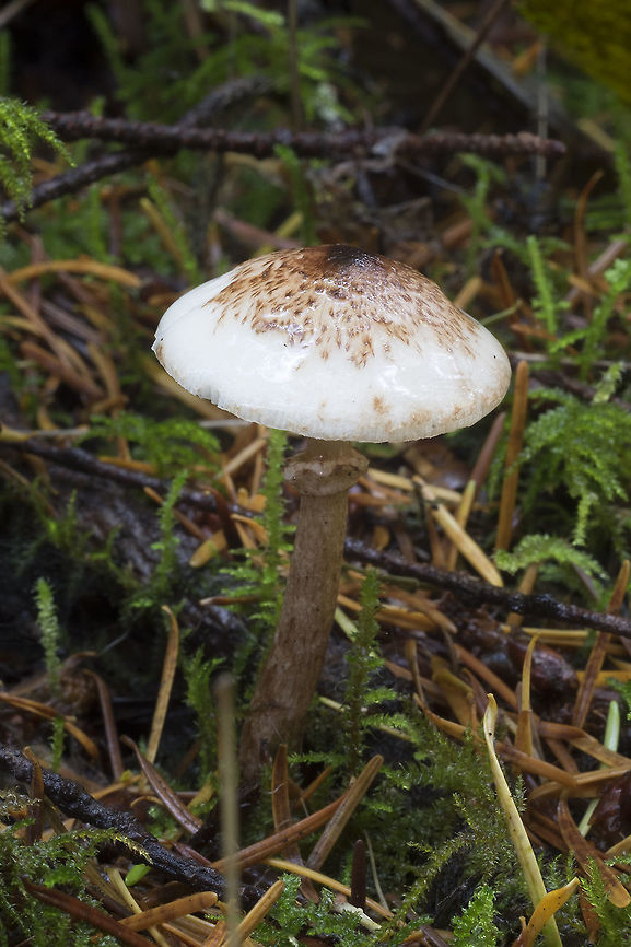 Cat dapperling ☠  Fall,Geotagged,Lepiota felina,United States,cat dapperling