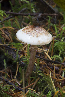 Cat dapperling ☠  Fall,Geotagged,Lepiota felina,United States,cat dapperling