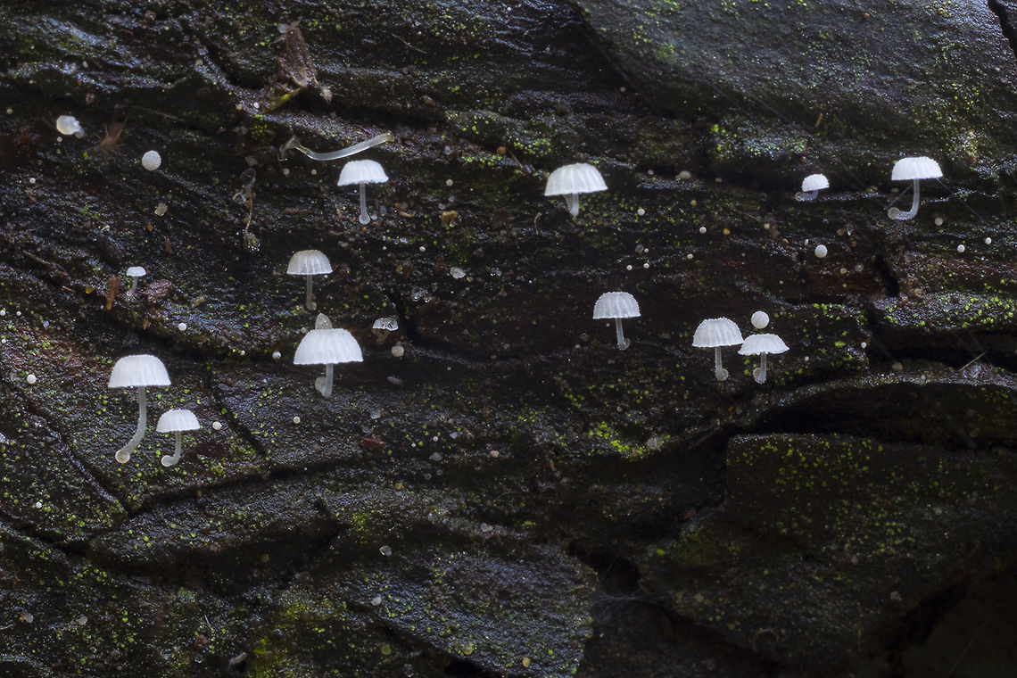 Frosty Bonnet  Fall,Frosty bonnet,Geotagged,Mycena adscendens,United States