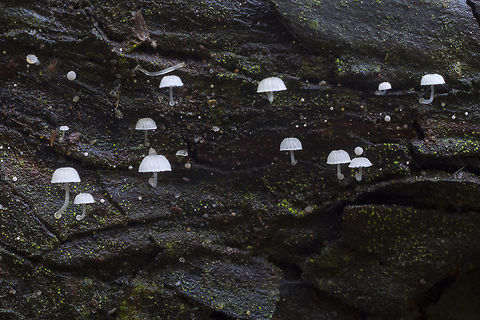 Frosty Bonnet  Fall,Frosty bonnet,Geotagged,Mycena adscendens,United States