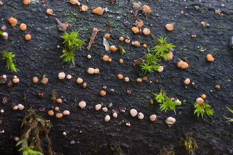Coral spot  Fall,Geotagged,Nectria cinnabarina,United States