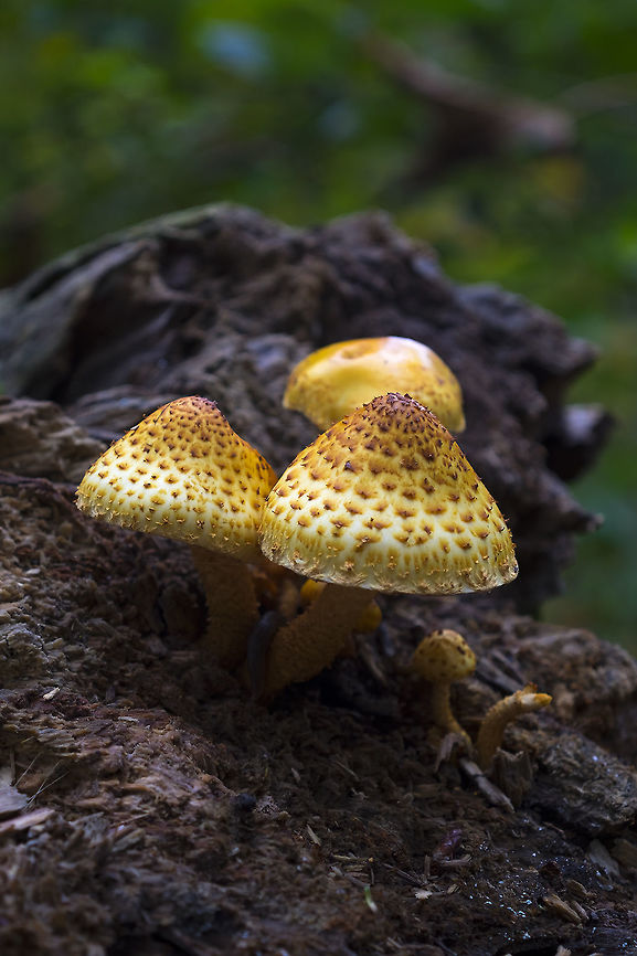 Pholiota limonella  Fall,Geotagged,Pholiota limonella,United States
