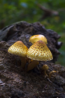 Pholiota limonella