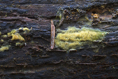 bright yellow crust  Fall,Geotagged,United States