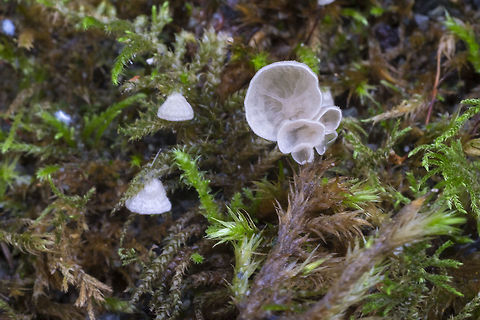 Small moss oysterling  Arrhenia retiruga,Fall,Geotagged,United States,small moss oysterling