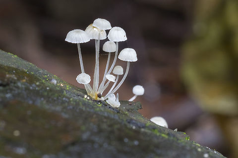 Frosty bonnet  Fall,Frosty bonnet,Geotagged,Mycena adscendens,United States