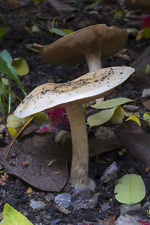 Large light orange mushrooms not sure where to start on this one...  Fall,Geotagged,United States