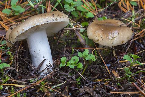 Brown Russulas growing in grass, under- near fir and cedar trees, no odor Fall,Geotagged,United States