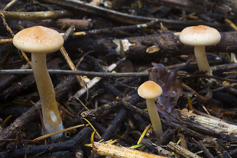Small orange mushrooms possibly young Chroogomphus tomentosus Fall,Geotagged,United States