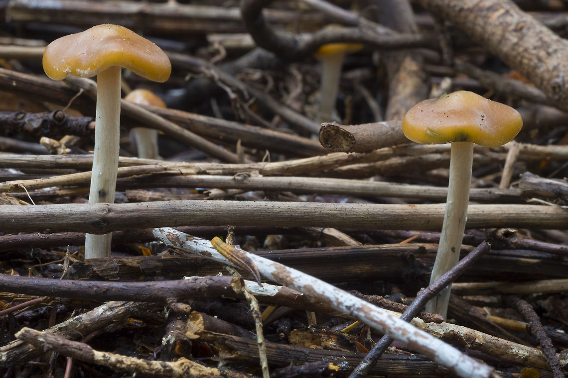 Psilocybe So... there we go, I&#039;ve finally seen an actual &#039;magic&#039; mushroom.. I&#039;m not going to geotag this one, to keep people from getting themselves into trouble..  Psilocybe cyanescens