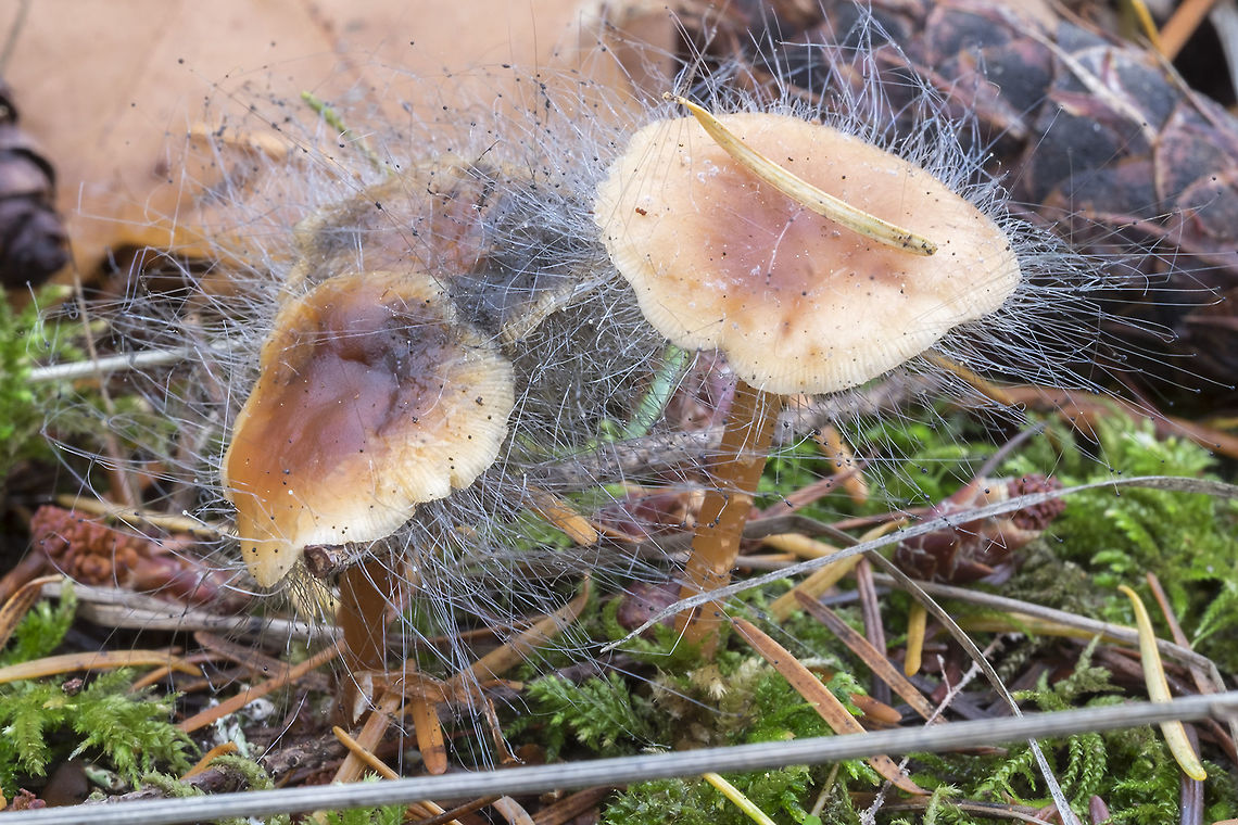 bonnet mold 3 species are recognized, but only one has been found in North America, as far as I could tell Bonnet mould,Fall,Geotagged,Spinellus fusiger,United States