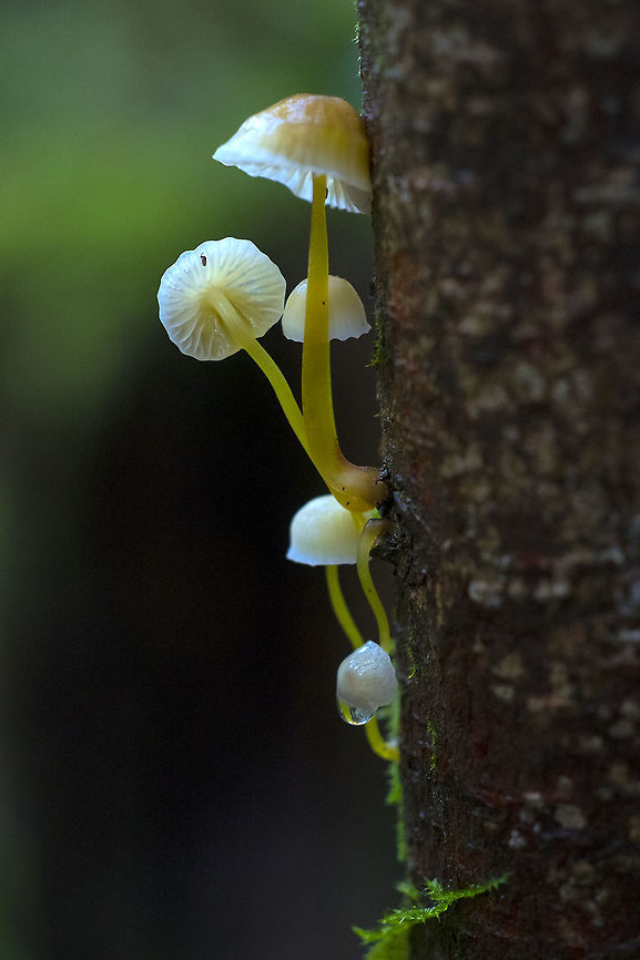 Mycena epipterygia  Fall,Geotagged,Mycena epipterygia,United States