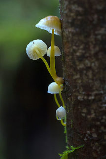 Mycena epipterygia  Fall,Geotagged,Mycena epipterygia,United States