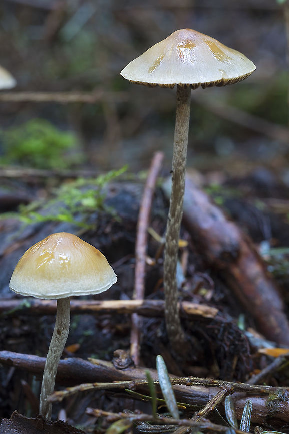 small brown mushrooms with thin stems  Fall,Geotagged,United States