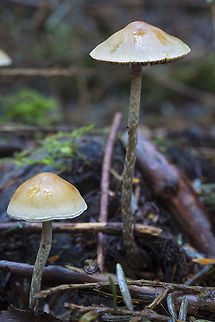 small brown mushrooms with thin stems  Fall,Geotagged,United States