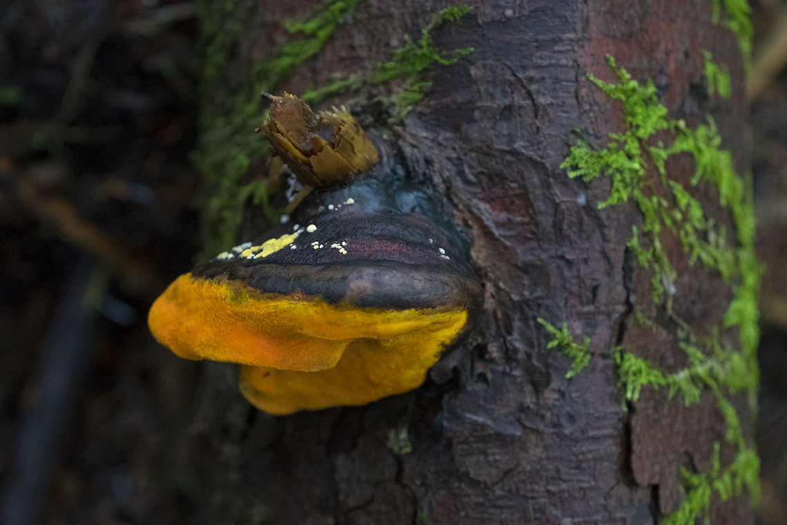 Bright orange pores this is so distinctive... but I can't find anything that looks quite like it..  Fall,Geotagged,United States