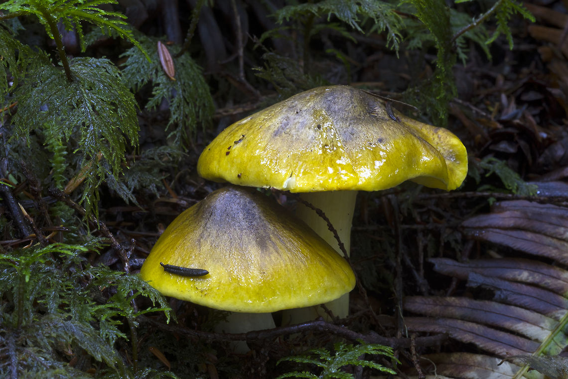 Tricholoma sejunctum  Fall,Geotagged,Tricholoma sejunctum,United States