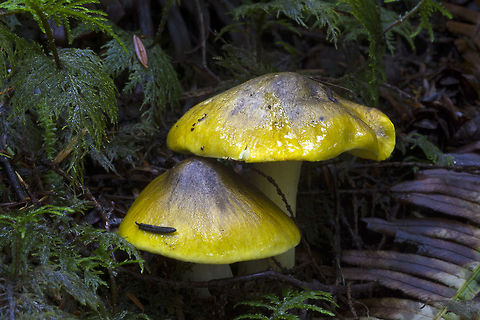 Tricholoma sejunctum  Fall,Geotagged,Tricholoma sejunctum,United States