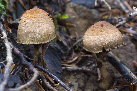 Inocybe sp.  Fall,Geotagged,United States