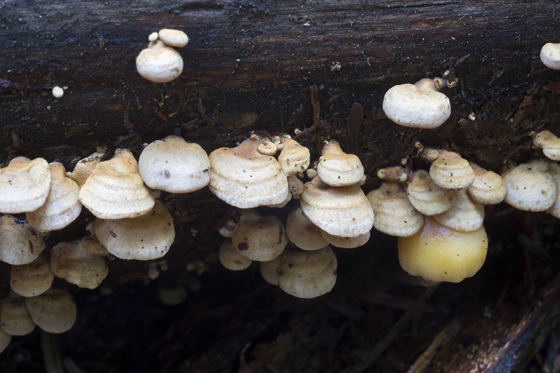 bitter oystering  Bitter oyster,Fall,Geotagged,Panellus stipticus,United States