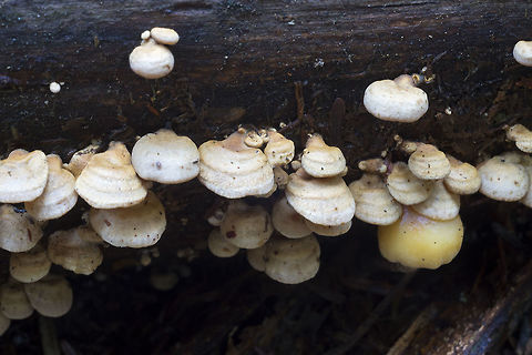 bitter oystering  Bitter oyster,Fall,Geotagged,Panellus stipticus,United States
