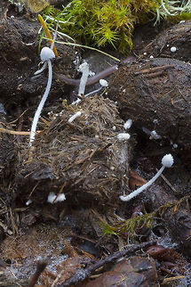 Coprinopsis stercorea growing on horse dung Fall,Geotagged,United States,coprinopsis stercorea