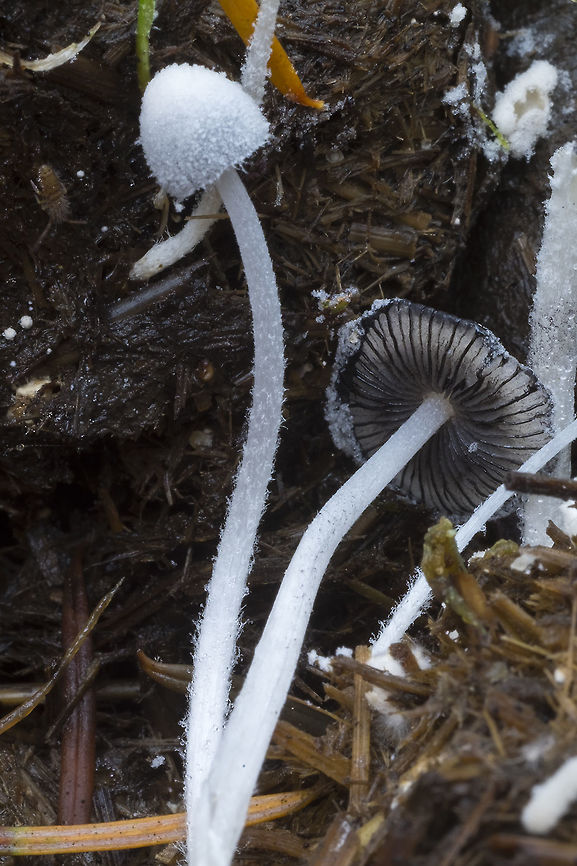 Coprinopsis stercorea - close up  Fall,Geotagged,United States,coprinopsis stercorea